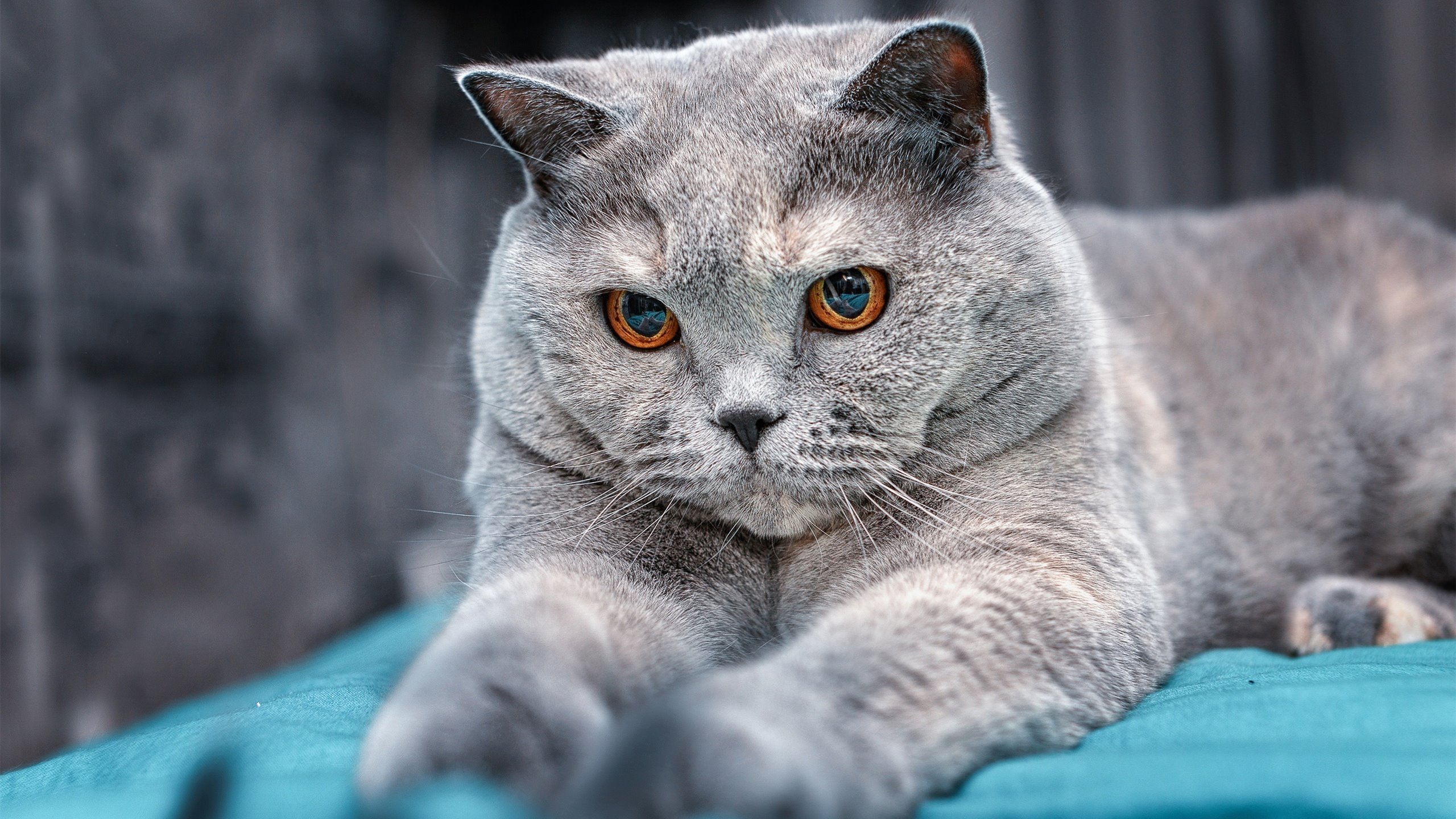 开云中国-_创意轮滑竞速赛：时尚与速度的华丽结合_，轮滑竞标赛