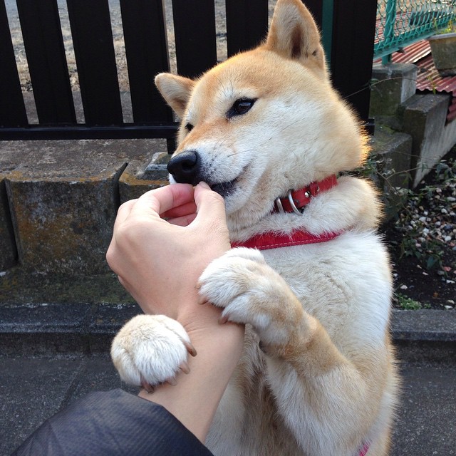 _篮网全队配合默契,榜首位置稳固_,篮网的队