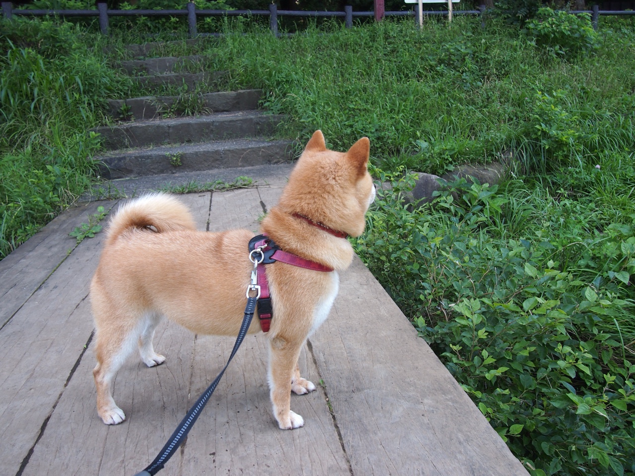 KAIYUNAPP-_美网颁奖典礼：小威廉姆斯首次获得冠军，终结多年的等待_，美网颁奖视频