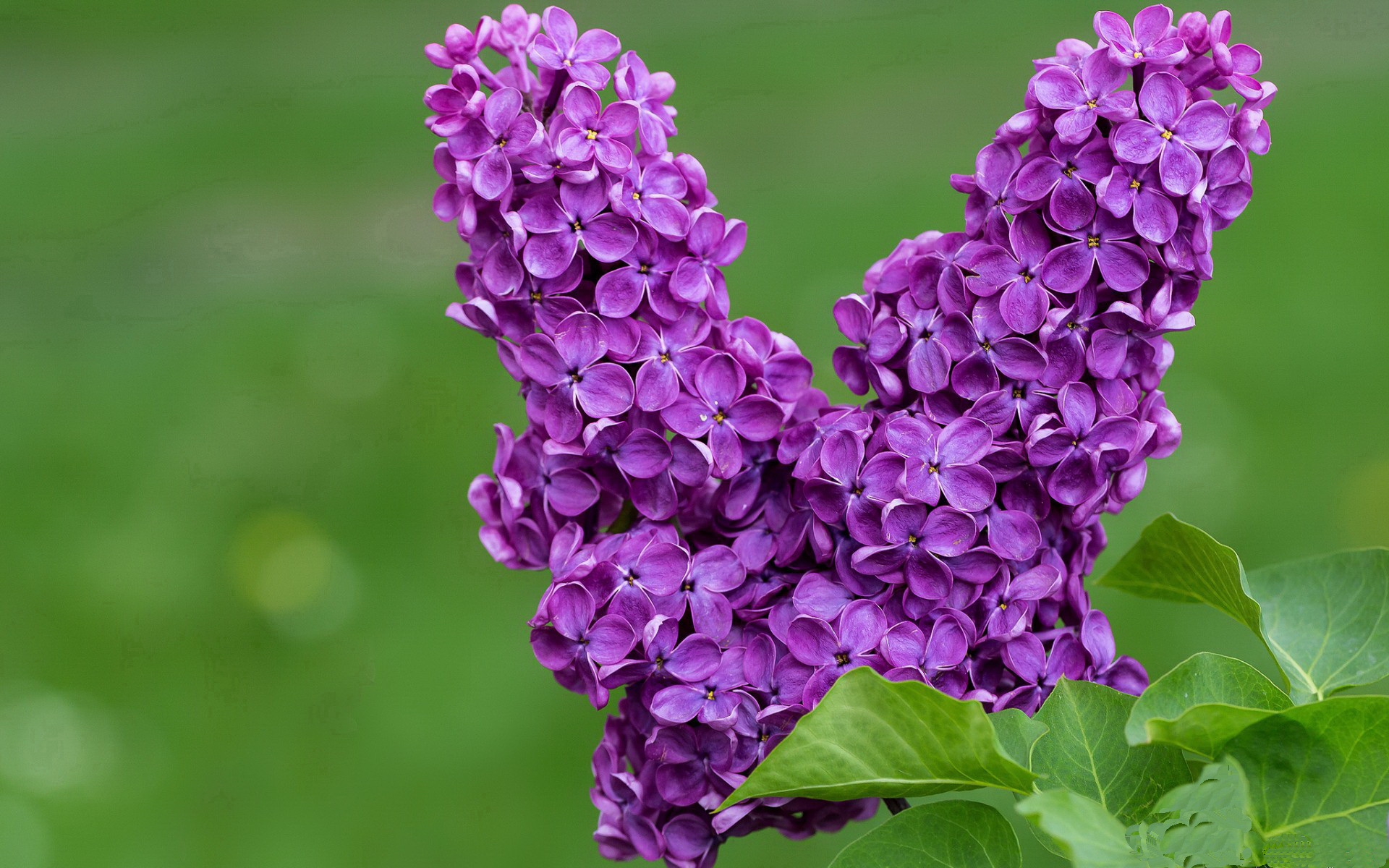 kaiyun体育综合-公牛球队核心球员表现持续火爆，公牛球队著名球员