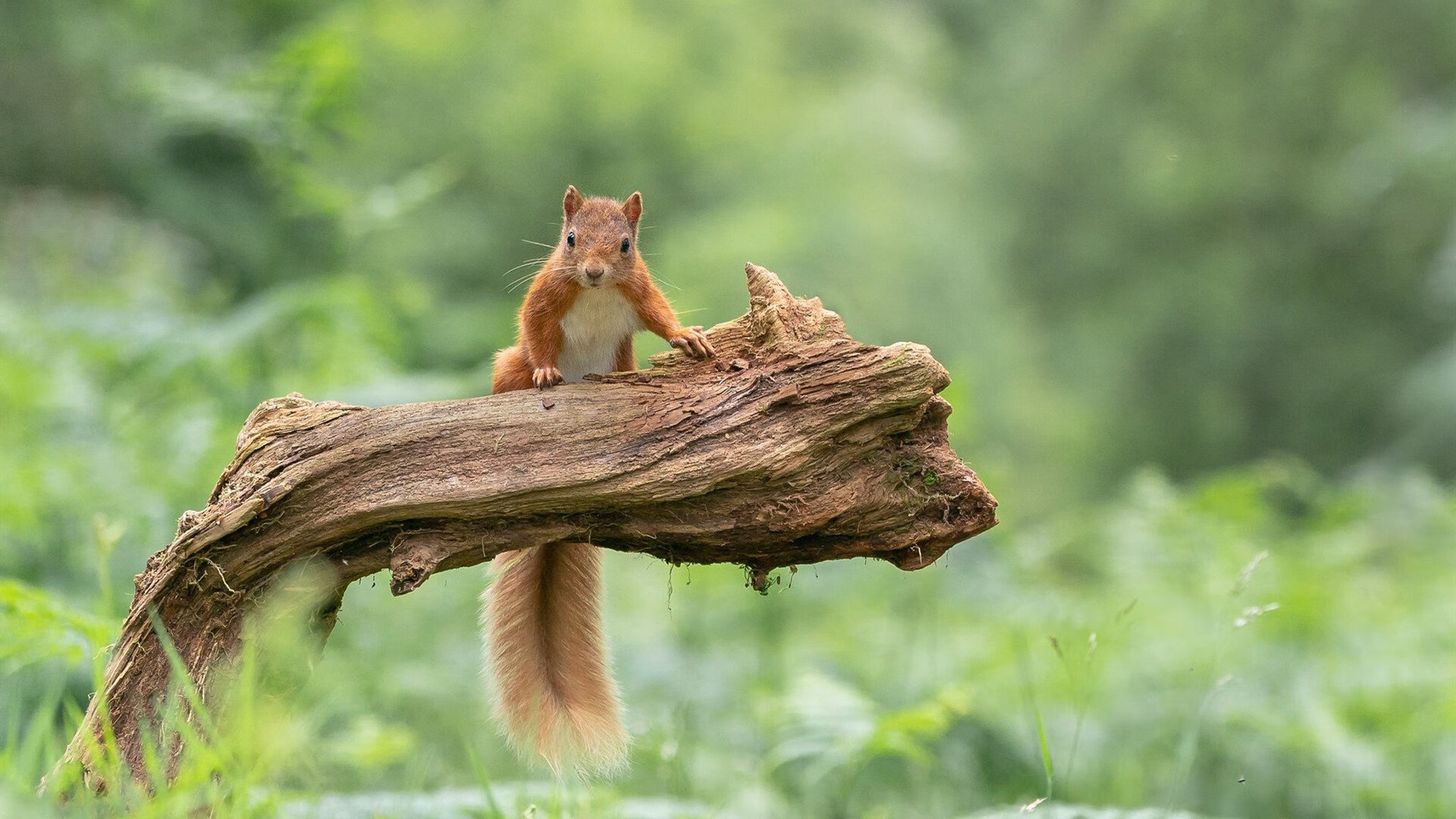 开云·体育全站登录地址-奥地利队在比赛中以强势取胜，证明实力之强，奥地利队大名单