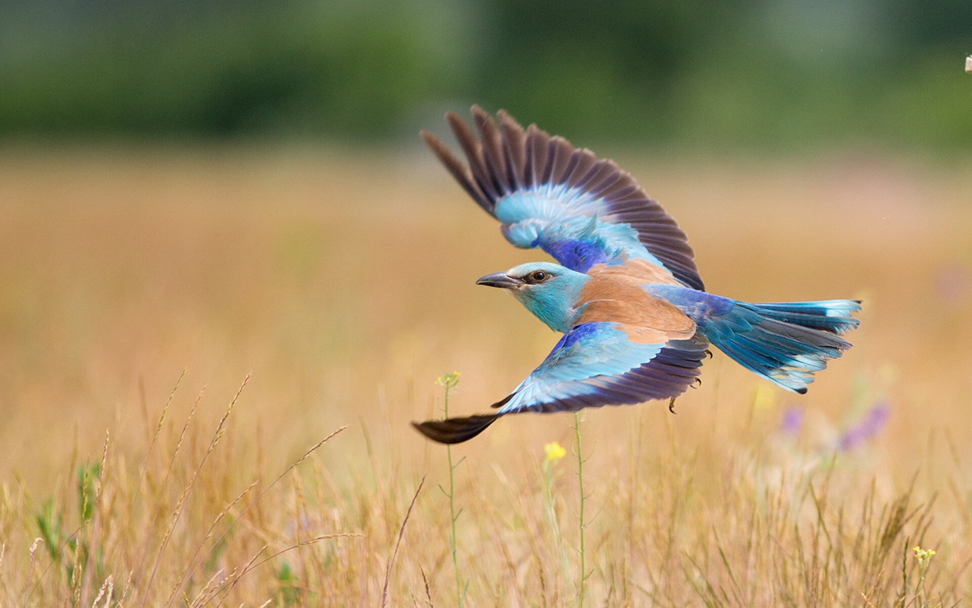 开云中国大陆-突尼斯球队体能训练加强，突尼斯足球水平