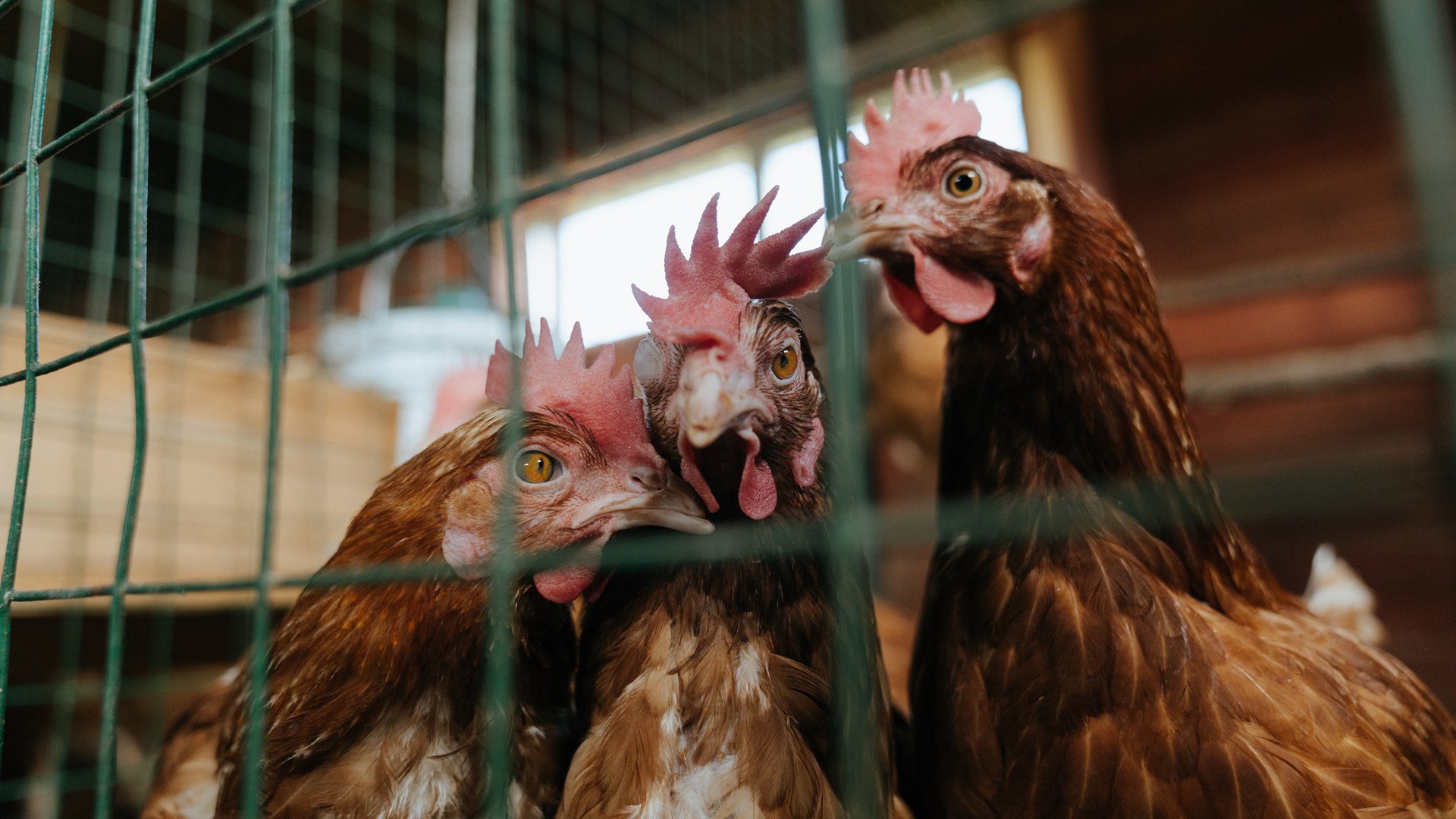 开云全站-中国女篮注重心理建设 提升比赛稳定性，中国女篮形势