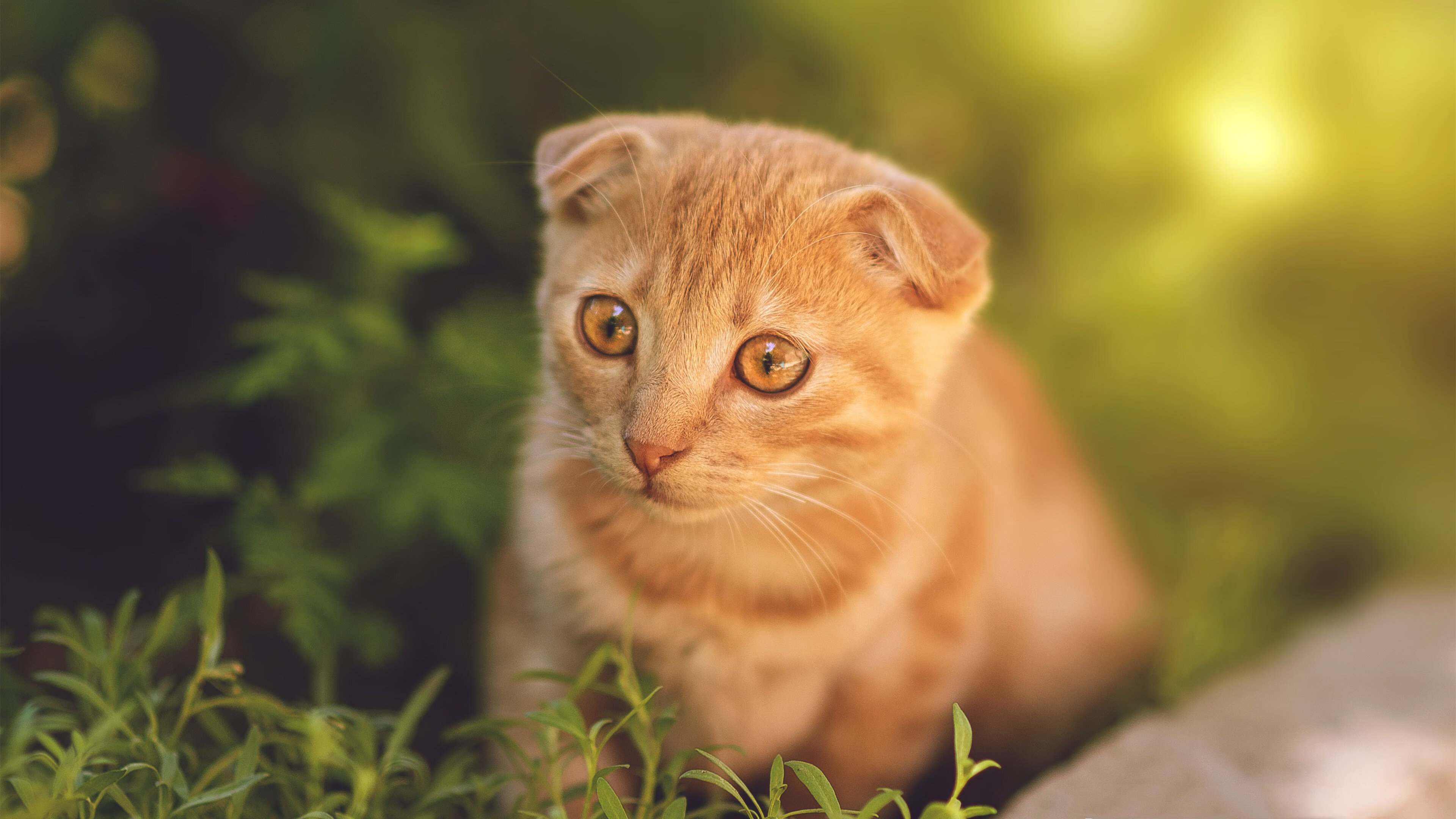 开云官网APP下载-体育新闻中心上线体育视频内容分发平台，体育新闻f1