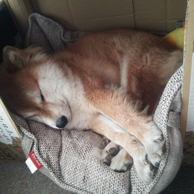 开云·体育全站登录地址-澳德蝶泳划频接近水面率更高，奥运蝶泳视频