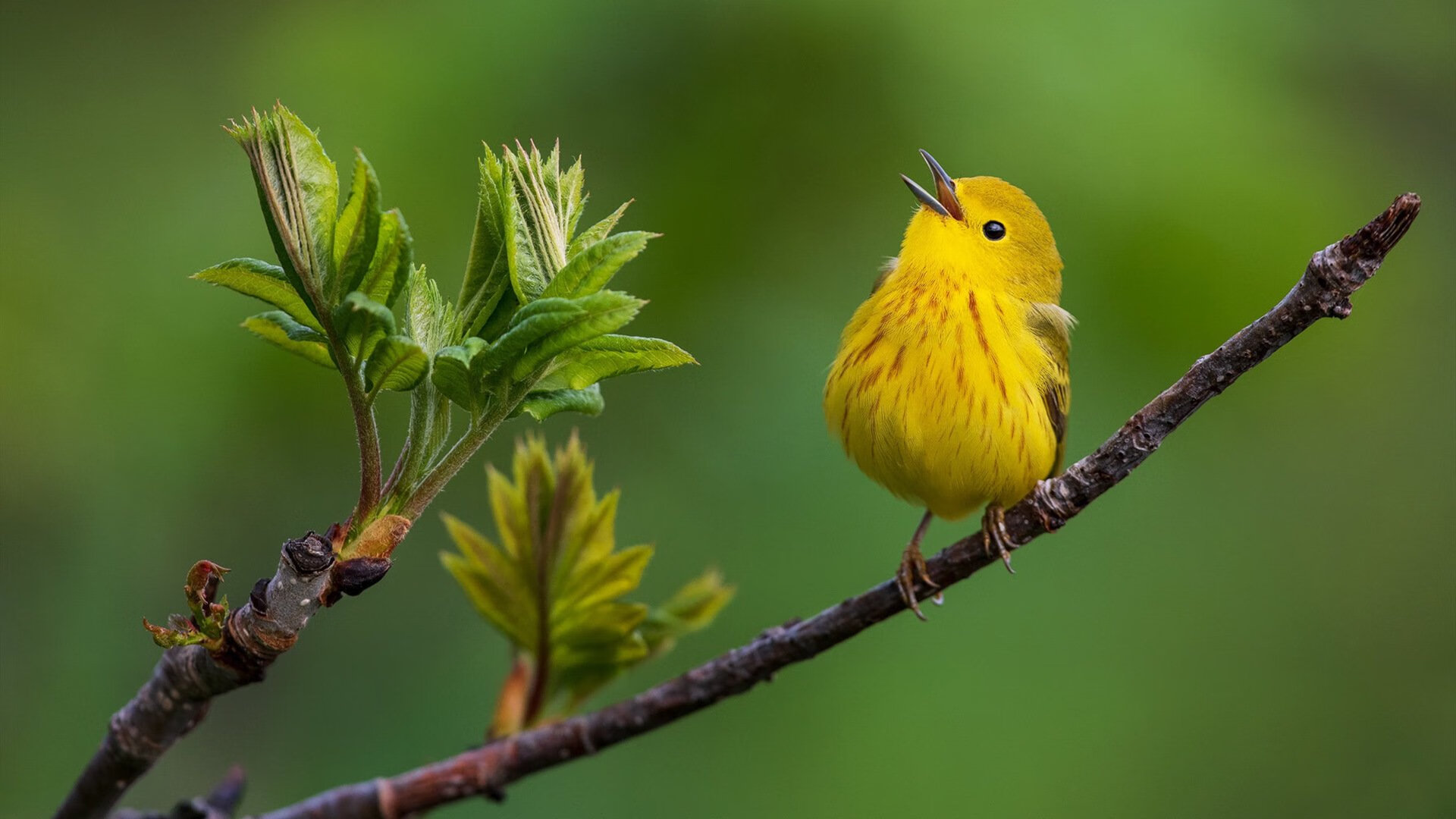 开云体育视频直播-游泳世锦赛张雨霏收获金牌，游泳冠军张雨霏个人资料简介