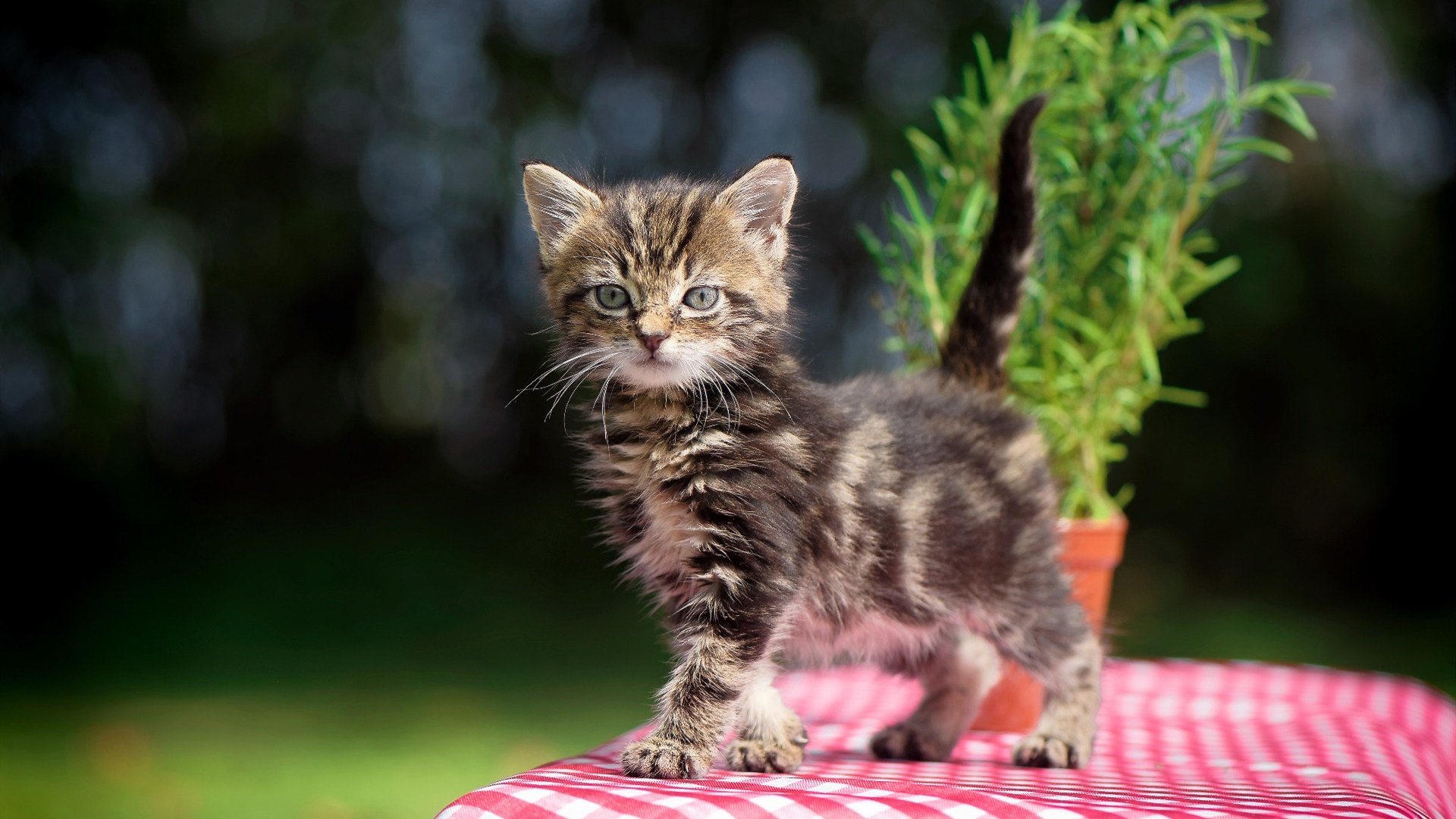开云-高校足球联赛不断升级，激发大学生运动热情，大学足球联赛参赛学校